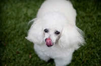 Picture of toy poodle licking nose