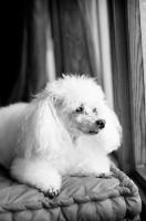 Picture of toy poodle looking out window