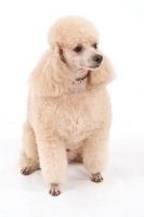 Picture of Toy Poodle on white background