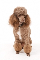 Picture of Toy Poodle on white background