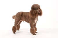Picture of Toy Poodle on white background, side view