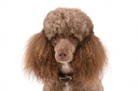 Picture of Toy Poodle portrait