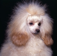 Picture of toy poodle puppy, head study