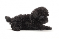 Picture of Toy Poodle puppy lying down on white background