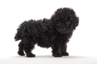 Picture of Toy Poodle puppy on white background