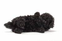 Picture of Toy Poodle puppy rolling on back