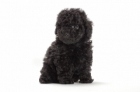 Picture of Toy Poodle puppy sitting on white background