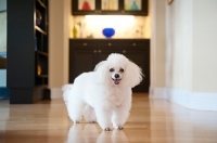 Picture of toy poodle smiling