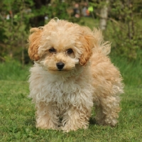 Picture of toy Poodle standing on grass