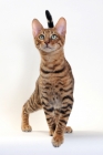 Picture of Toyger cat front view, Brown Mackerel Tabby colour