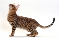 Picture of Toyger cat looking up, Brown Mackerel Tabby colour