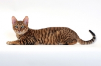 Picture of Toyger cat lying down, Brown Mackerel Tabby colour