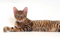 Picture of Toyger cat lying on white background, Brown Mackerel Tabby colour
