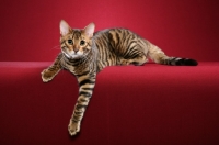 Picture of Toyger cat on red background