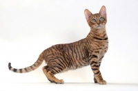 Picture of Toyger cat on white background, Brown Mackerel Tabby colour
