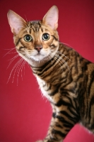 Picture of Toyger cat portrait