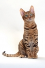 Picture of Toyger cat sitting down on white background, Brown Mackerel Tabby colour