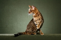 Picture of Toyger cat turning
