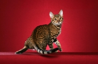 Picture of Toyger cat turning