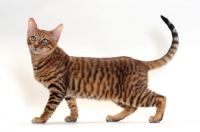Picture of Toyger cat walking, Brown Mackerel Tabby colour