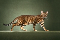 Picture of Toyger cat walking on green background