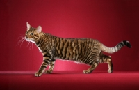 Picture of Toyger cat walking on red background