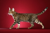 Picture of Toyger cat walking on red background