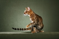 Picture of Toyger cat