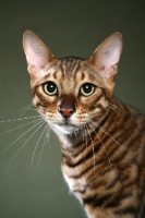 Picture of Toyger cat