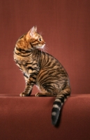 Picture of Toyger cat