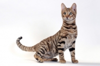 Picture of Toyger sitting, Brown Mackerel Tabby colour, 