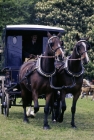 Picture of trade and agricultural turnout, at windsor show 1976