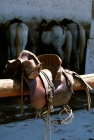 Picture of traditional camargue saddle with ponies in background