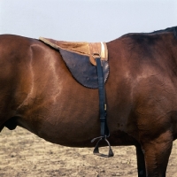 Picture of traditional girthless saddle on Hungarian Horse  