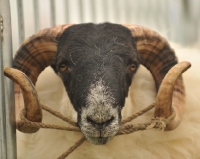 Picture of traditionally tethered ram