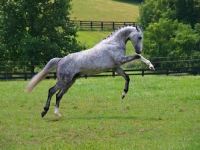 Picture of Trahkener cross Welsh pony 