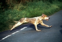 Picture of trail hound crossing road in race at ennerdale, lake district