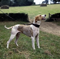 Picture of trail hound 