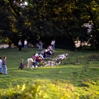 Picture of trail hounds at the start of a race at ennerdale in the lake district