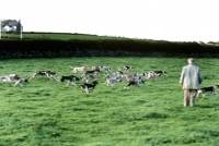 Picture of trail hounds racing at ennerdale, lake district