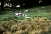 Picture of trail hounds racing at ennerdale, lake district