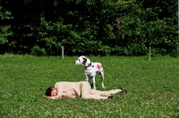 Picture of trained Dalmatian to the rescue