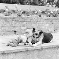 Picture of trained german shepherd dog and young child with a ball