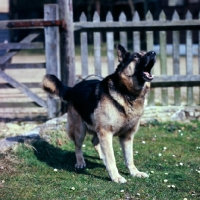 Picture of trained german shepherd dog barking to order