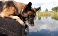 Picture of trained German Shepherd Dog in boat