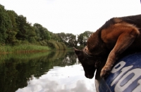 Picture of trained German Shepherd Dog in boat
