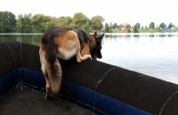 Picture of trained German Shepherd Dog in boat