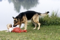 Picture of trained german shepherd dog, saxon, a film star,  'saving' baby from drowning