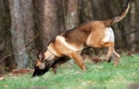 Picture of trained German Shepherd Dog smelling track