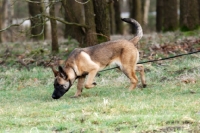 Picture of trained German Shepherd Dog smelling track